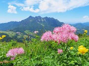 62 Thalictrum aquilegifolium (Pigamo colombino) con vista in Alben